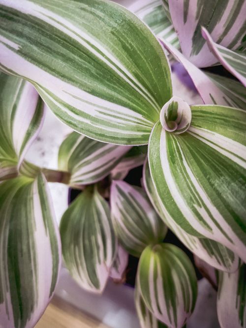 Free stock photo of beauty in nature, beauty influencer, decorative plant Stock Photo