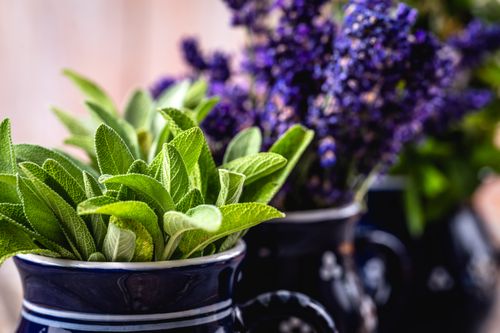 Free Vibrant close-up of fresh sage and lavender in decorative ceramic vases. Stock Photo