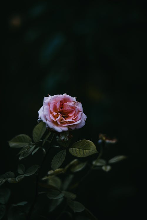 Free Pink Rose in Bloom in Close-Up Photography Stock Photo