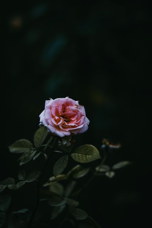 Free Captivating pink rose bloom with delicate petals against a dark, moody background. Stock Photo
