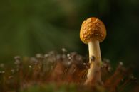Brown Mushroom in Tilt Shift Lens