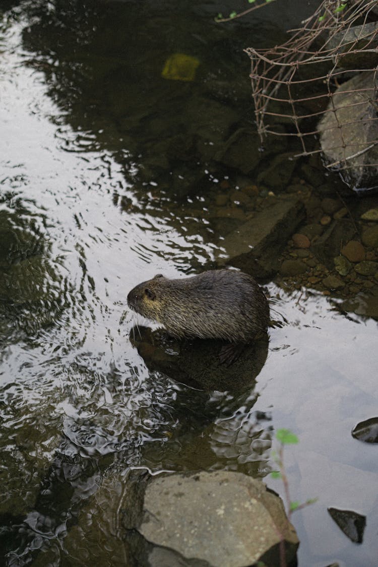 Nutria On Body Of Water