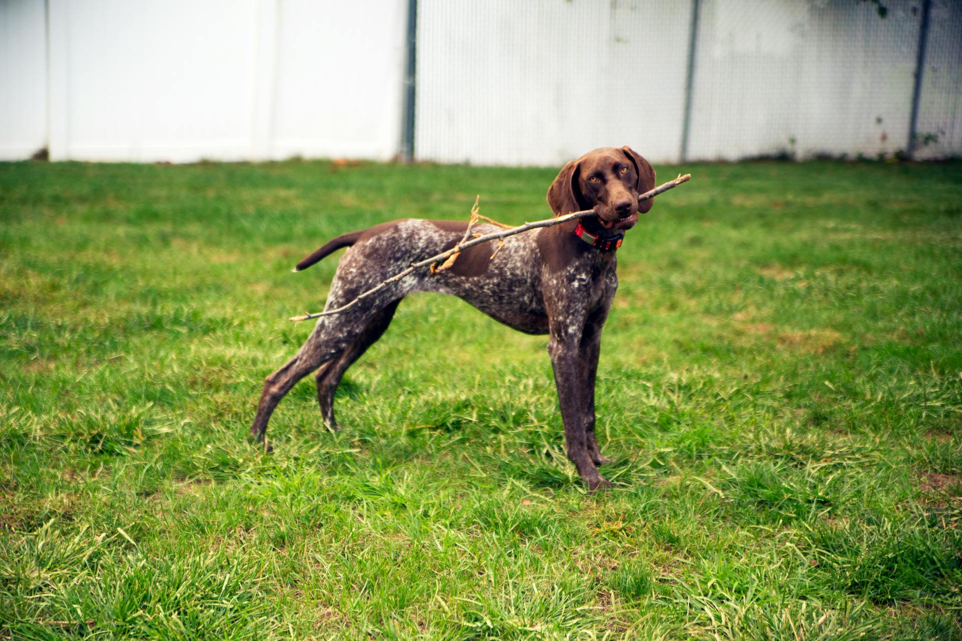 A German Shorthaired Pointer Biting a Stick