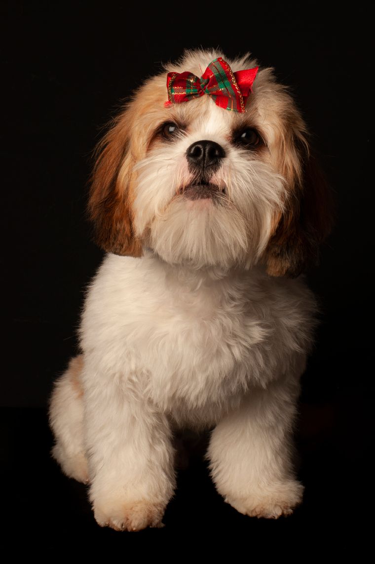 Adorable white and brown Shih Tzu with a decorative bow on its head looking at the camera