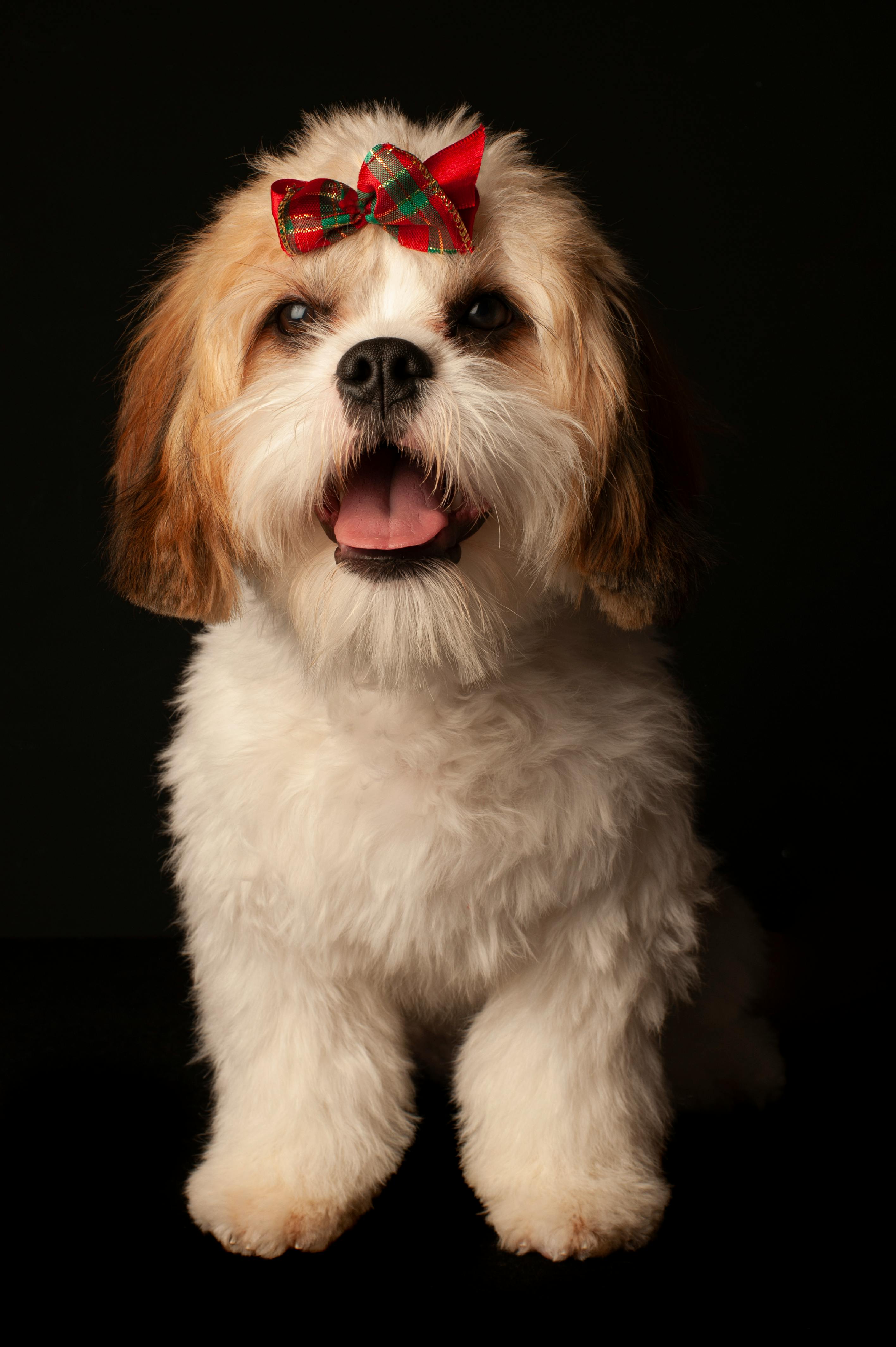 a hairy dog wearing christmas ribbon