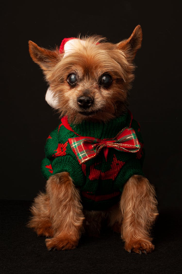 A Hairy Dog Wearing Christmas costume And Hat 