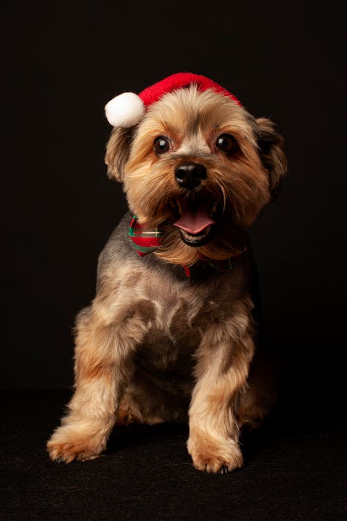 Brown and Black Yorkshire Terrier Puppy Wearing Santa Hat