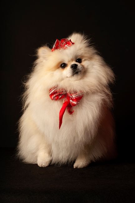 Adorable Pomeranian dog in a studio, wearing a red bow, perfect for holiday themes.