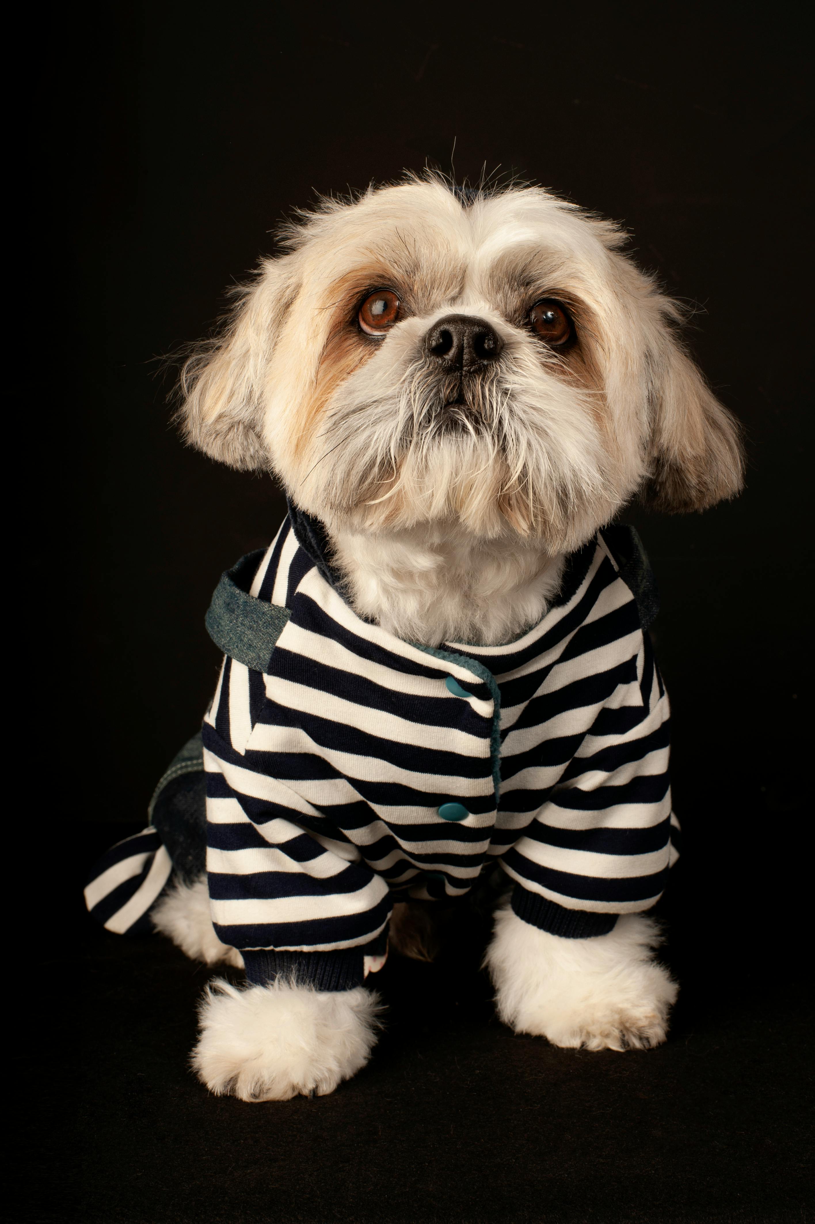 Selective Focus Photography of White and Tan Shih Tzu Puppy Carrying by ...