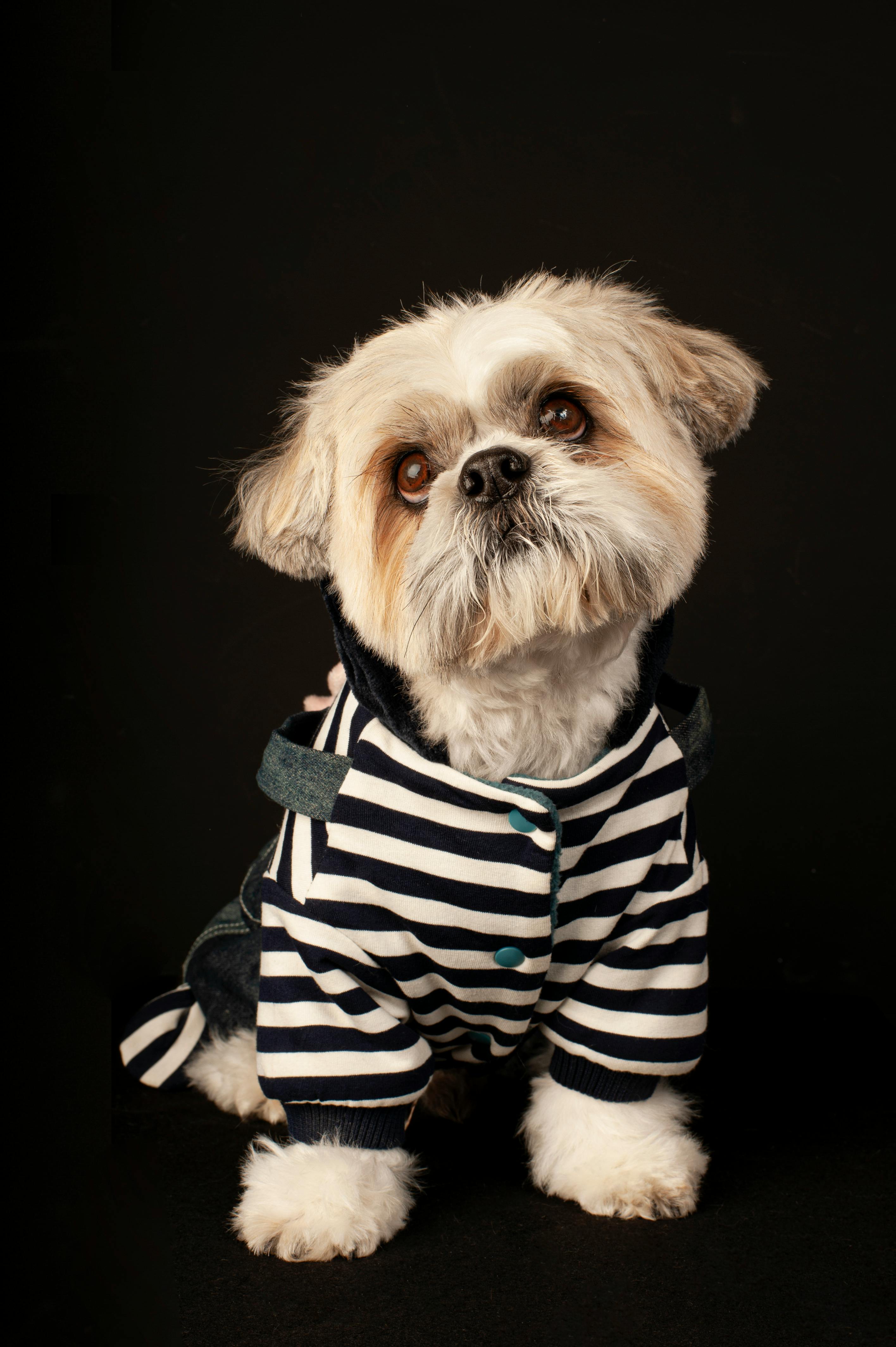 Selective Focus Photography of White and Tan Shih Tzu Puppy Carrying by ...