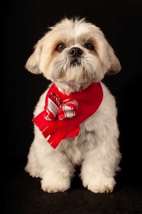Darmowe zdjęcie z galerii z czerwony szalik, domowy, fotografia zwierzęcia