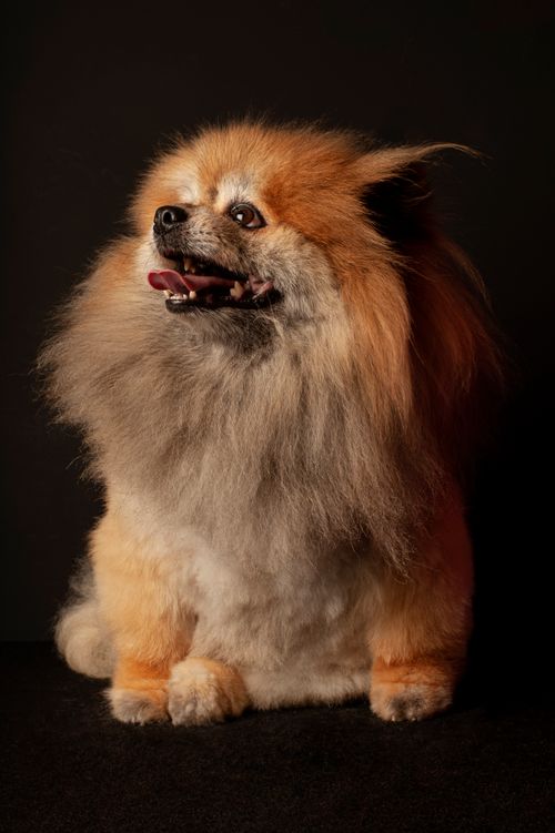 Free Adorable Pomeranian dog sitting in a studio setting with a black background. Stock Photo