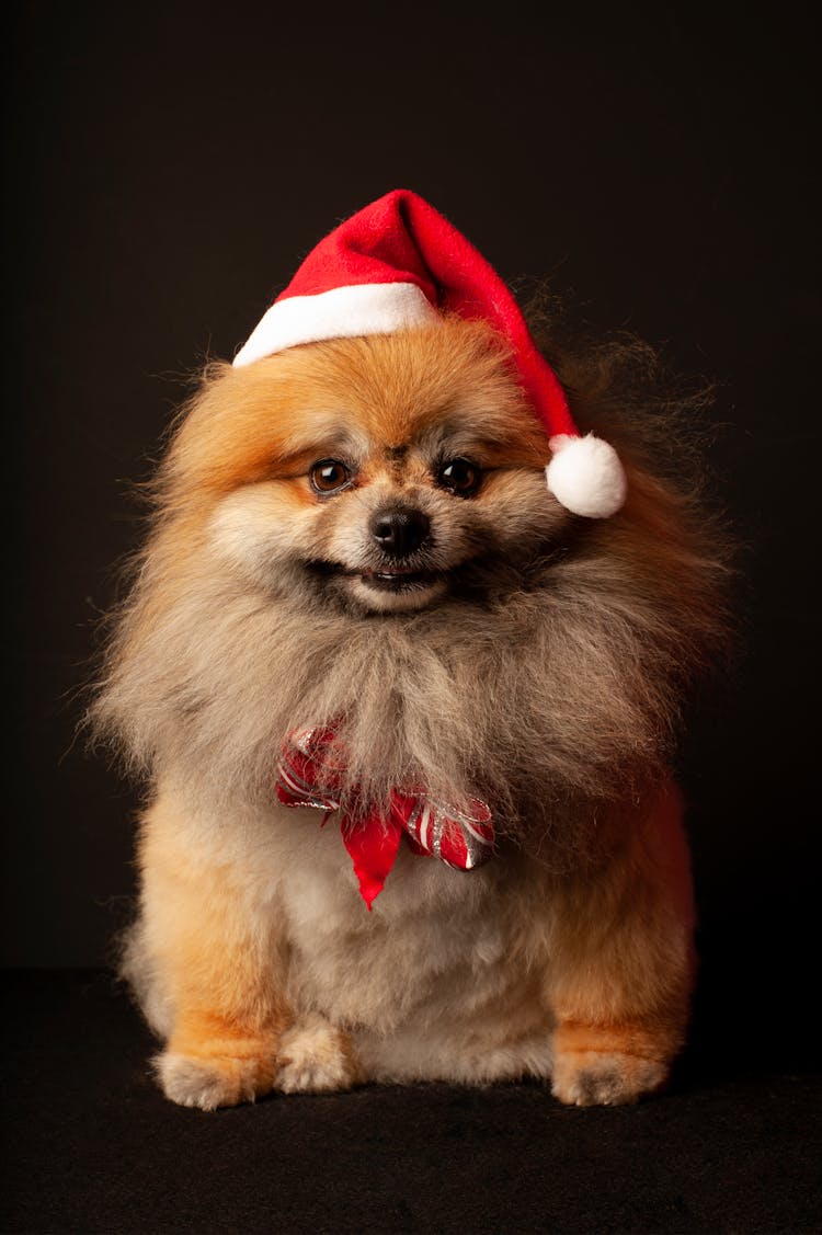 A Hairy Little Dog Wearing A Christmas hat 