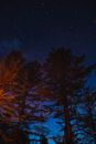Brown Trees Under Blue Sky during Night Time