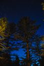 Green Tree Under Blue Sky during Night Time