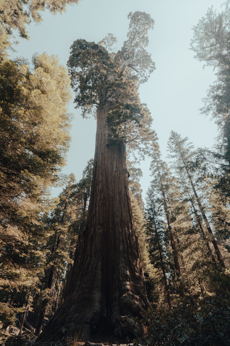 The General Sherman Tree In Sequoia National Park