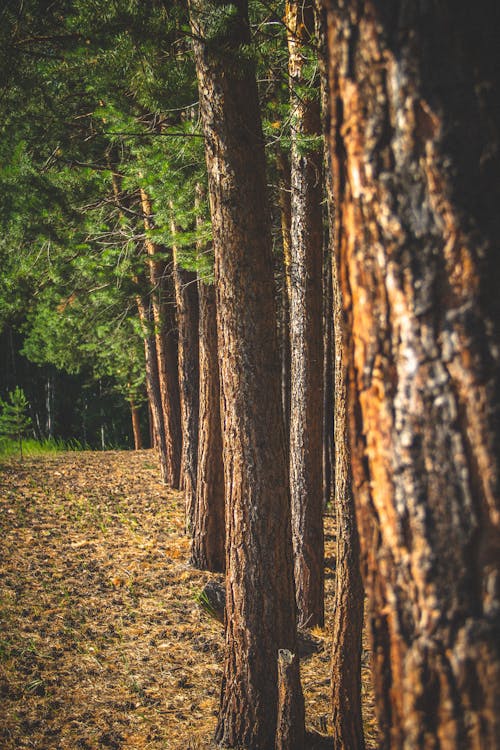 Fotos de stock gratuitas de arboles, bosque, medio ambiente