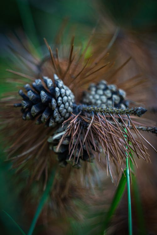 Foto stok gratis flora, kerucut konifer, kilang