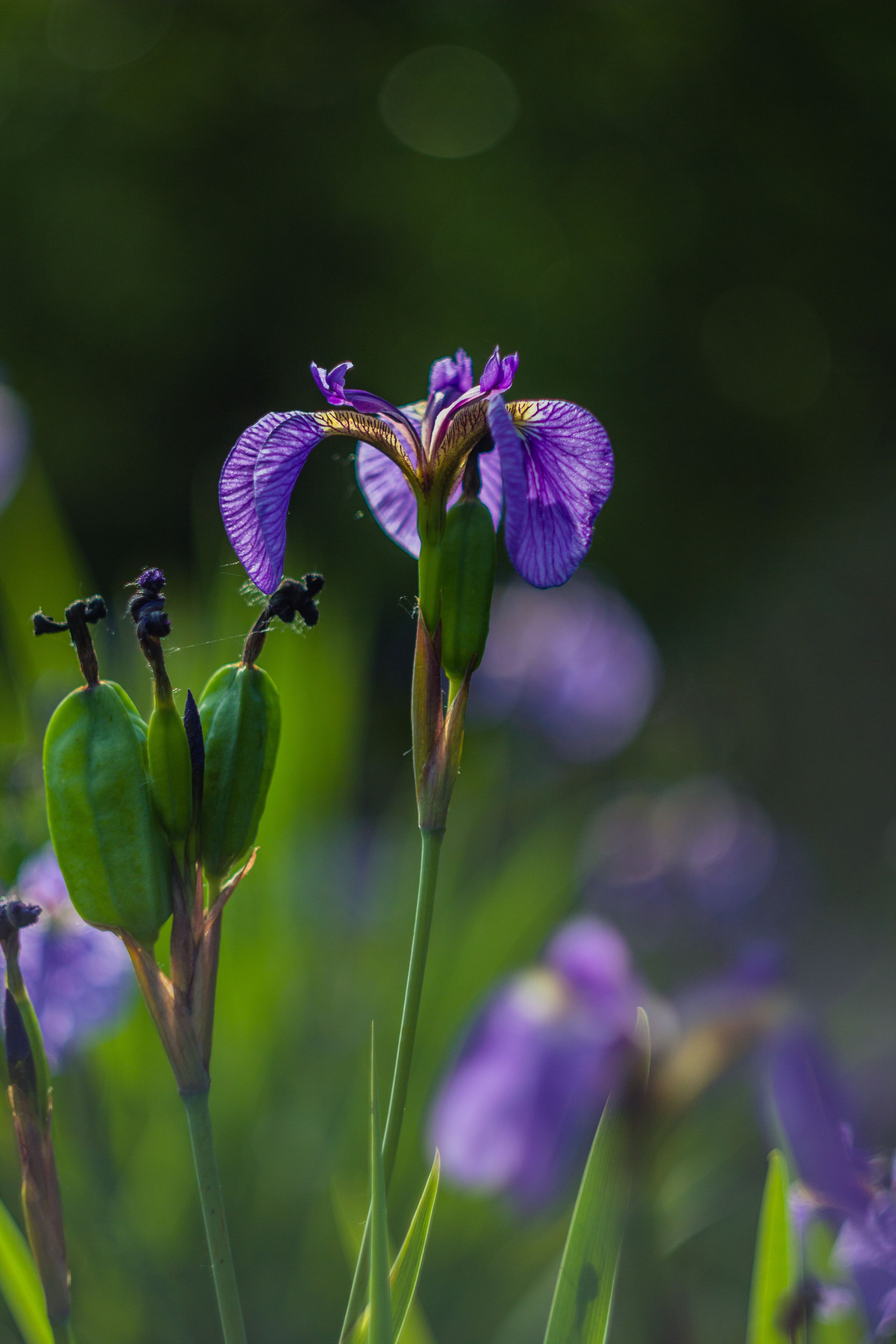 close up of a thriving UK rain garden with blue flag iris, rushes, and sedges