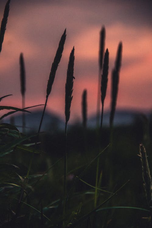Immagine gratuita di agricoltura, campo di orzo, cielo al crepuscolo