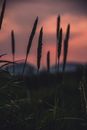Silhouette of Barley