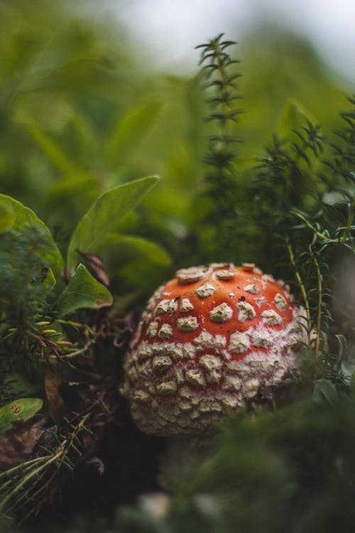 Red and White Mushroom Near Green Grass