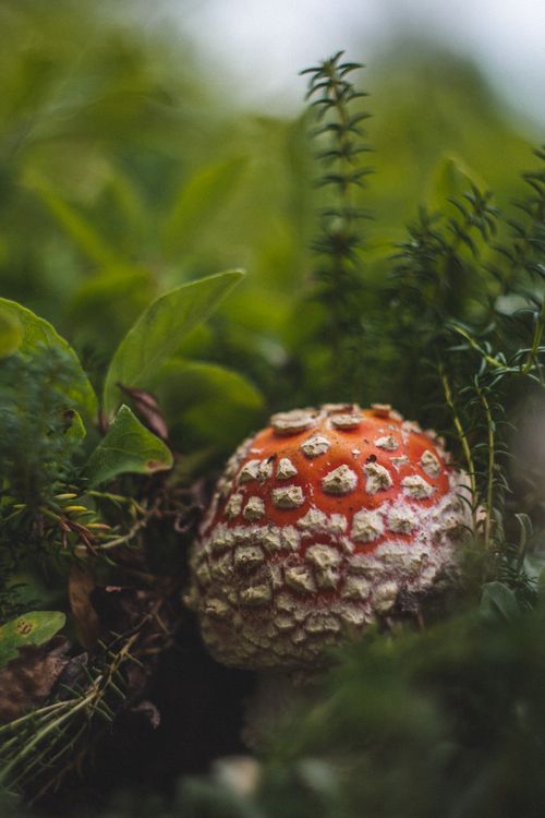 Free A detailed view of an Amanita muscaria mushroom surrounded by lush forest foliage. Stock Photo