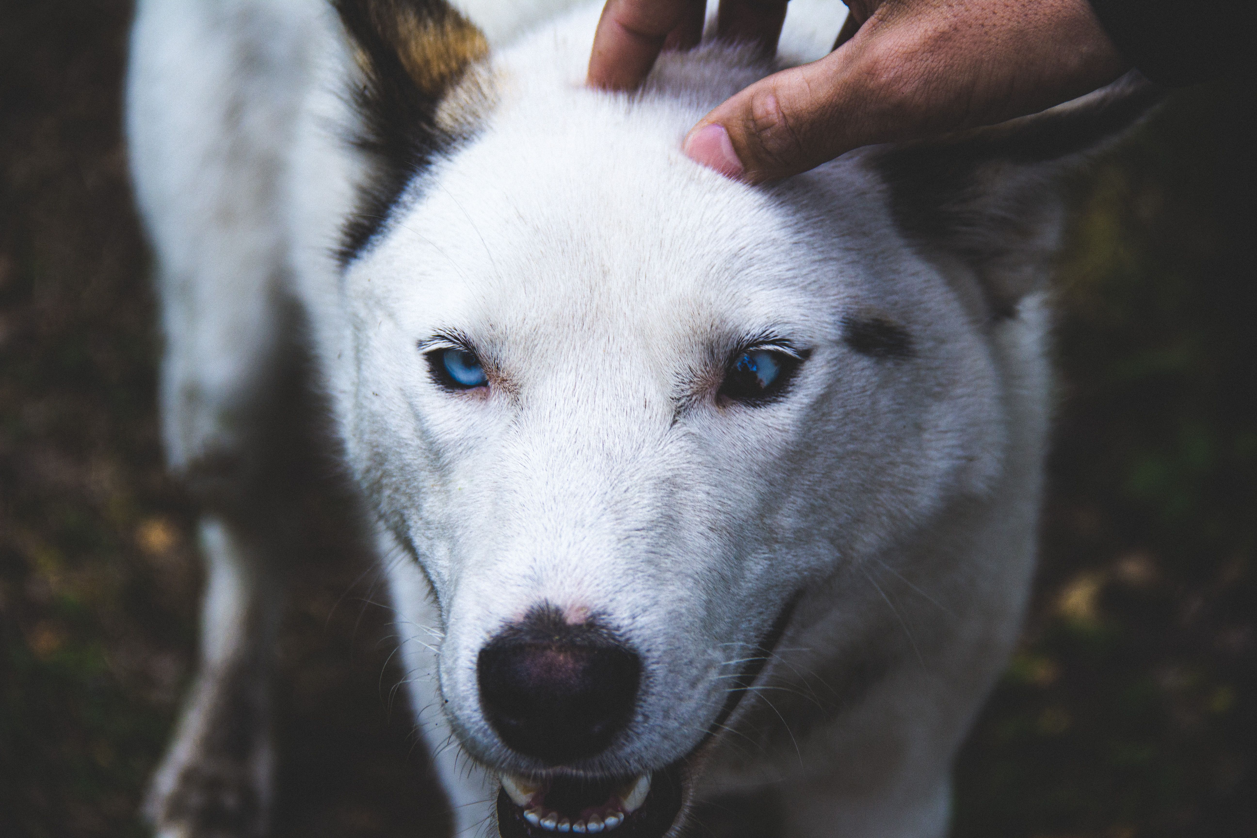 Crimson Desert Update Significantly Expands Player Pet Companion Capacity to 100