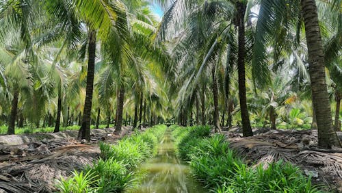 Free Green Coconut Trees Under Blue Sky Stock Photo