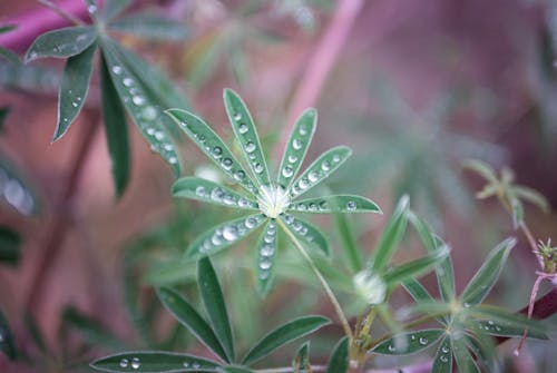 Green Leaves with Water Droplets