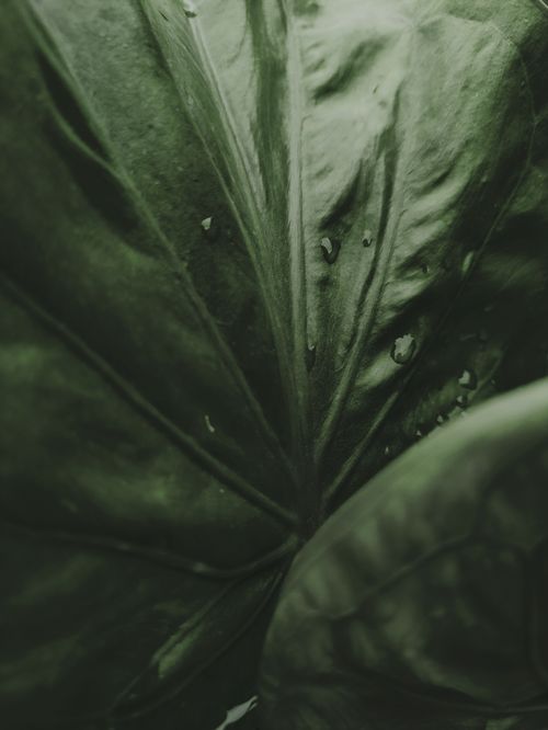 Free Detailed close-up of a green leaf showcasing water droplets and texture. Stock Photo