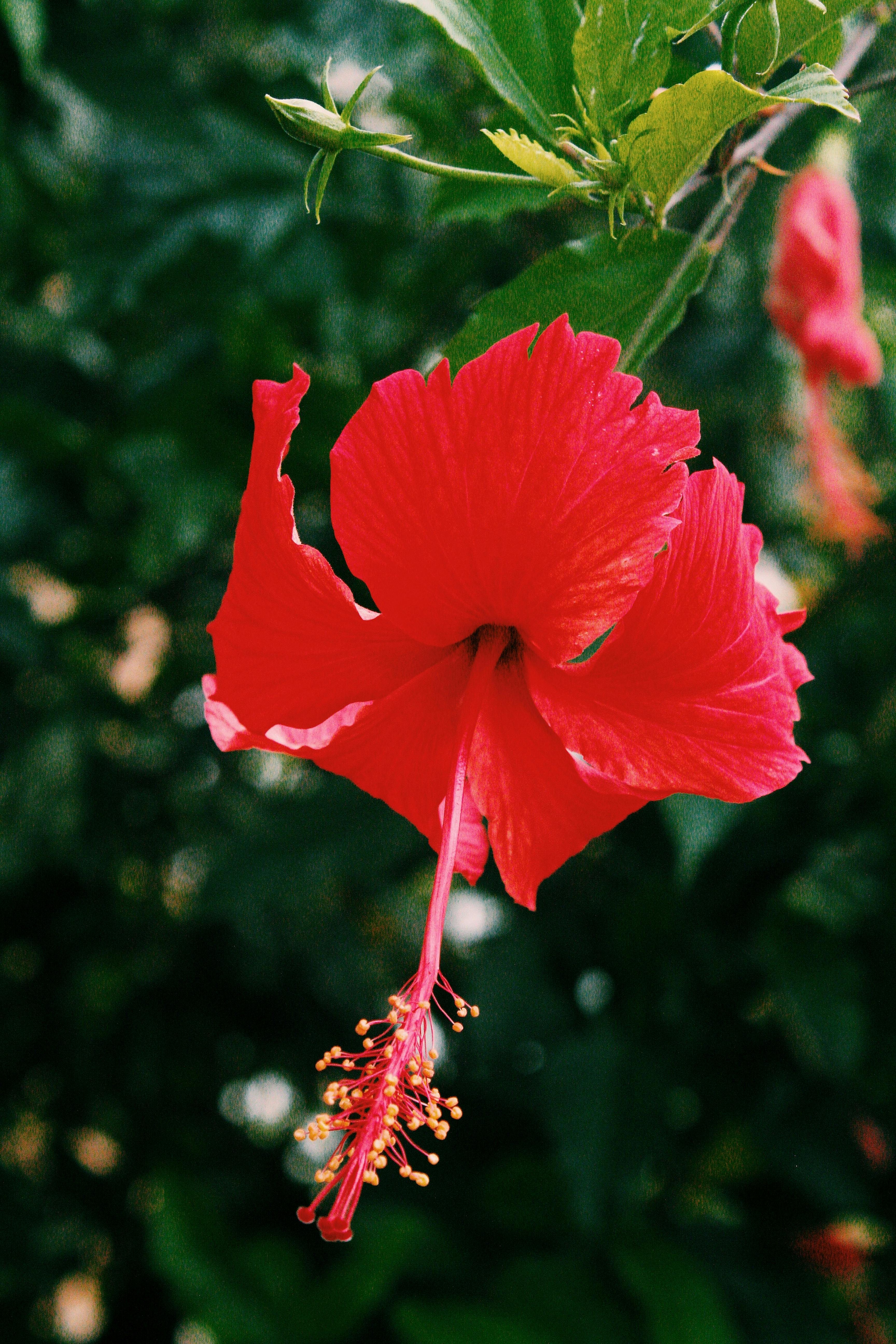 Close-up of a vibrant red hibiscus flower blooming outdoors, with a blurred green background.