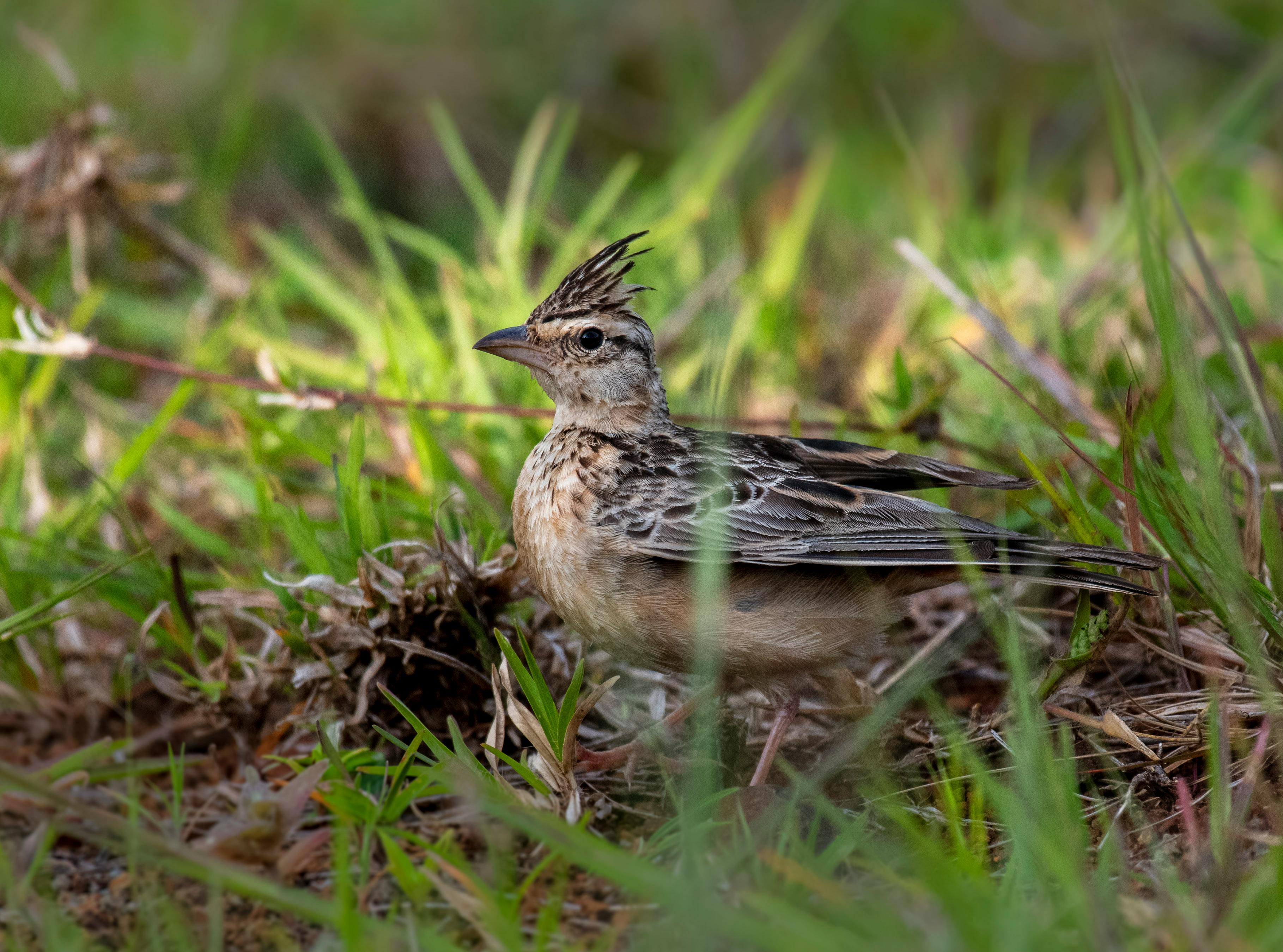 Field lark hi-res stock photography and images - Page 10 - Alamy
