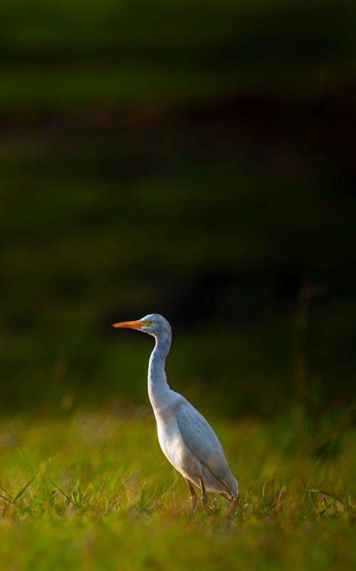 Cattle Egret Bird on Green Grass