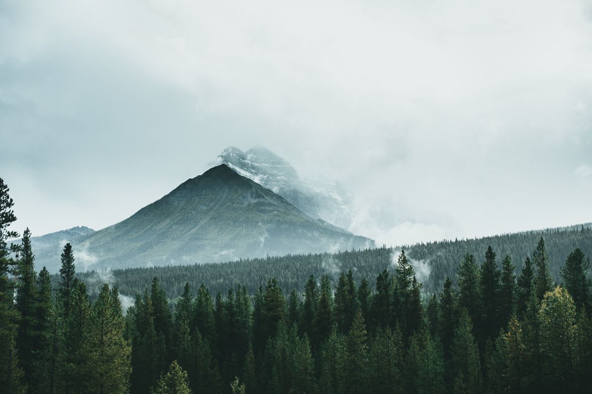 Misty forested mountain backdrop