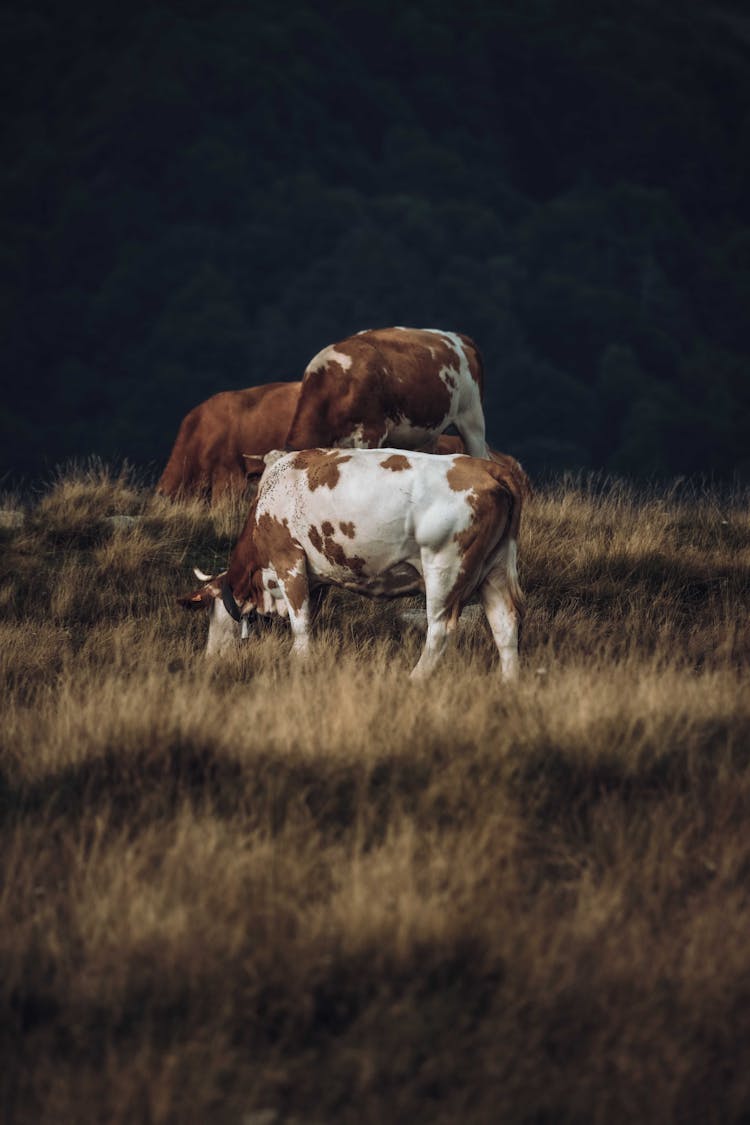 A Cows Eating Grass