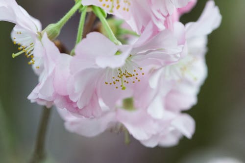 Free stock photo of blossom, cherry blossom, cherry blossoms