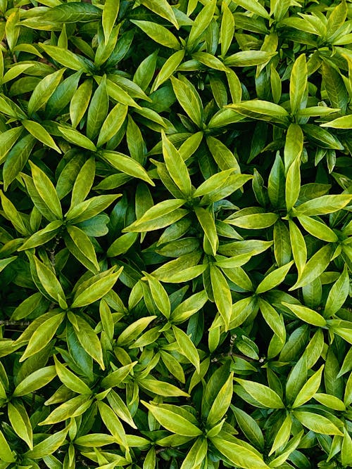 Close Up Photo of Green Plants 