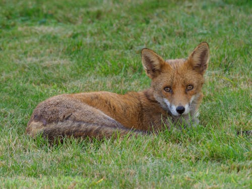  Fox Lying on Green Grass Field