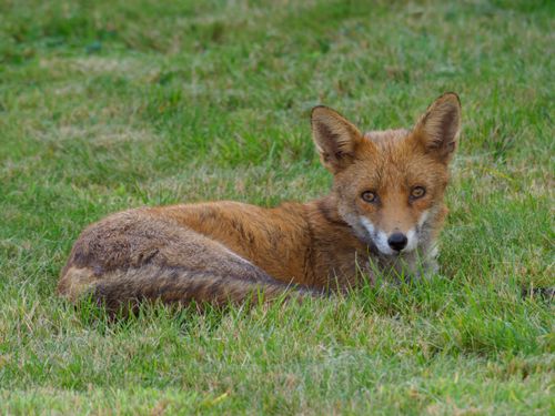 Free A serene red fox lies on green grass, capturing wildlife beauty. Stock Photo