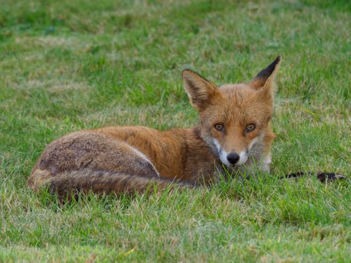 Free Close-up of a red fox lying on grass, showcasing its natural beauty and alert gaze. Stock Photo