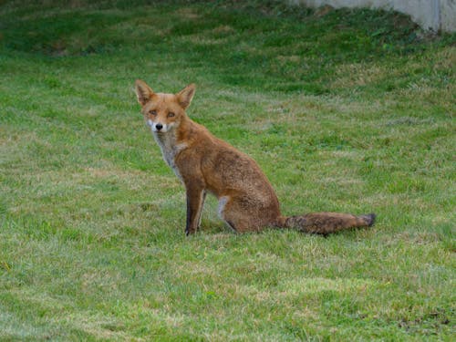 Fox on Green Grass