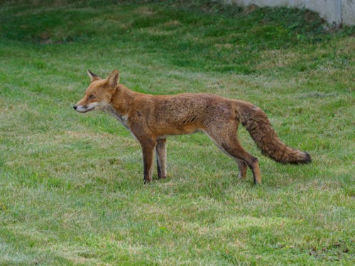 A Red Fox on the Grass 