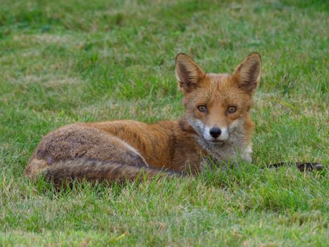 fox photo