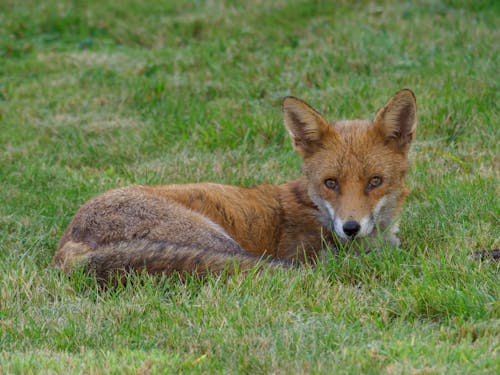 Foto profissional grátis de animais selvagens, animal selvagem, canidae