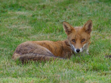 fox photo