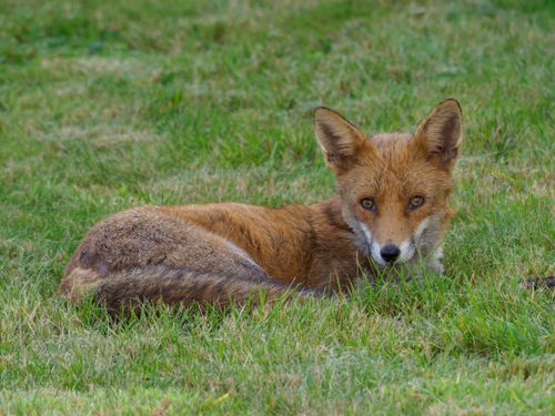 Free Captivating close-up of a red fox lounging on green grass, showcasing its natural beauty. Stock Photo