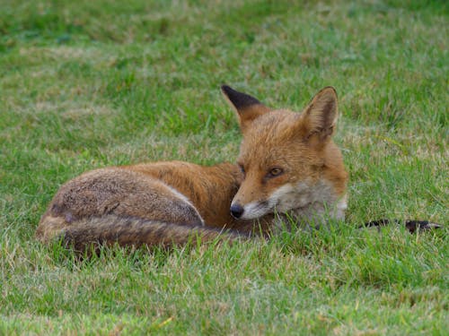 Close-Up Shot of a Red Fox 