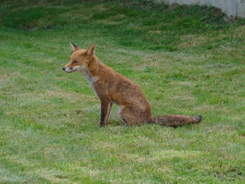 Imagine de stoc gratuită din adorabil, animal, Canidae