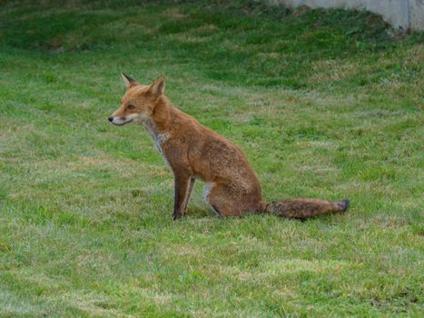 fox photo